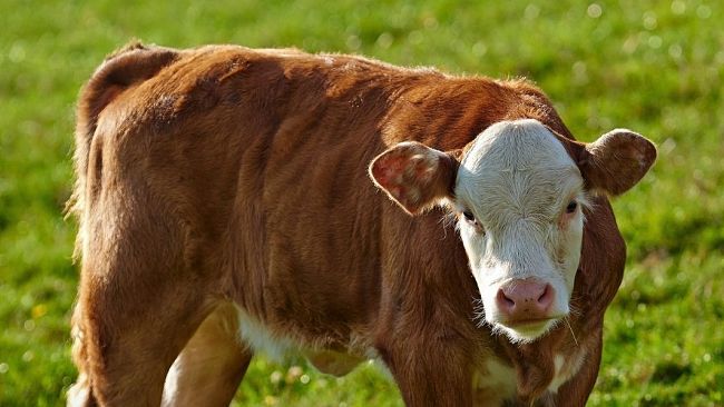 un-vitello-come-premio-alla-festa-del-ss-crocifisso-esplode-la-protesta-animalista-a-calatafimi