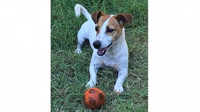 Si ricerca Jack Russell Terrier smarrito in zona Tonnarella