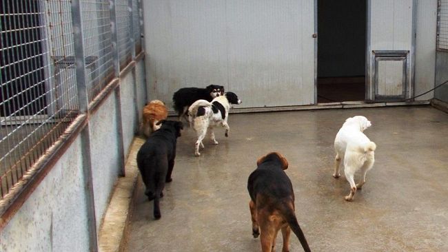 Marsala, canile municipale: si sistemano i box che custodiscono gli animali