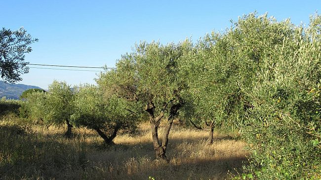 Agricoltura, olio: produzione in perdita nelle province di Palermo e Trapani