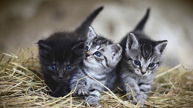 sterilizzazione-gratuita-per-i-gatti-presso-lex-canile-di-castelvetrano
