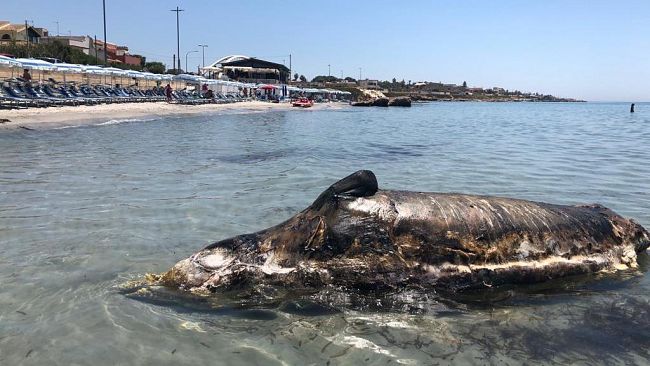 Mazara, carcassa cetaceo ancora non rimossa. Aria irrespirabile nella zona   