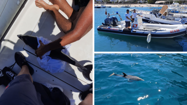 Delfino rischia di morire vicino gli scogli della riva del mare