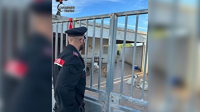 Marsala: cani e gatti maltrattati e malnutriti. Denunciato 77enne