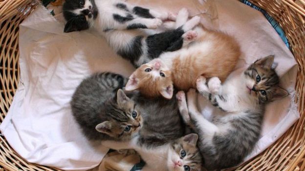 un-gattile-per-castelvetrano-per-dare-un-sostegno-a-centinaia-di-randagi