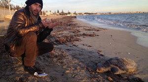 Tartaruga spiaggiata priva di vita a Tonnarella