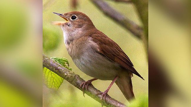 Ultime della sera. Correre per volare