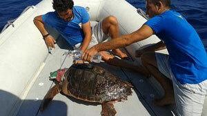 Isole Egadi, Iniziata la realizzazione del Centro di Primo Soccorso per Tartarughe marine dell’AMP Isole Egadi a Favignana