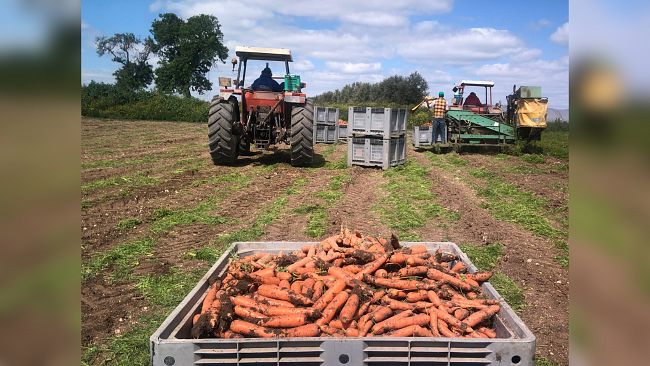 Carota Novella di Ispica IGP: eccellenza siciliana alla conquista dell’Italia 