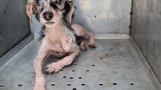 Trapani, i volontari dell'Oipa salvano Bea