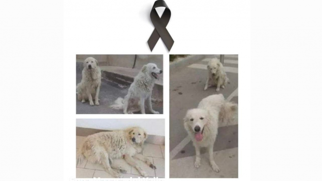 Mazara, la DC condanna l'uccisione dei cani Achille e Blanco e chiesta di giustizia