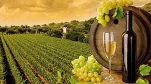 Marsala – Bando OCM vini 2013/14: fissato l’ incontro con gli operatori viticoli