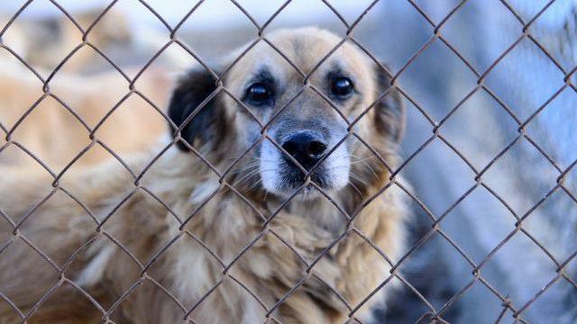 L’ampliamento del Canile Comunale abusivo? Le carte raccontano altro