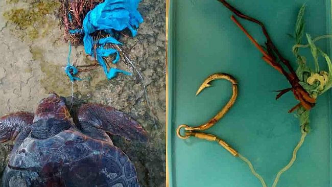 Centro di Primo Soccorso per Tartarughe Marine dell’AMP “Isole Egadi”: salvato nuovo esemplare di Caretta caretta