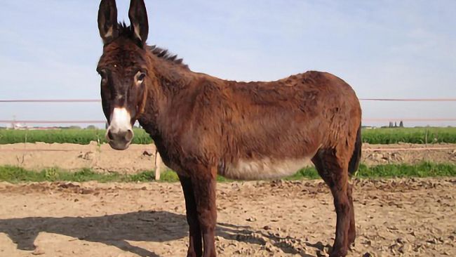 Marsala, rinvenuta nelle campagne marsalesi un’asina di colore marrone