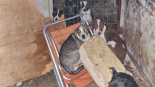 Trapani, salvati nove cani da una struttura in fiamme