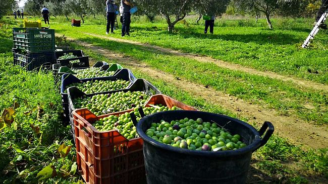 A Selinunte raccolte le olive nel fondo confiscato