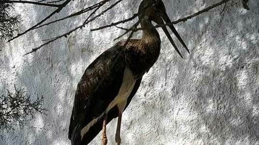 Mazara, raro esemplare di cicogna nera segnalato alla Polizia Municipale. Sarà portato al Centro Fauna Selvatica di Ficuzza