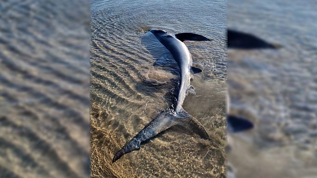 Sciacca, uno squalo azzurro fa nascere in spiaggia 9 piccoli 
