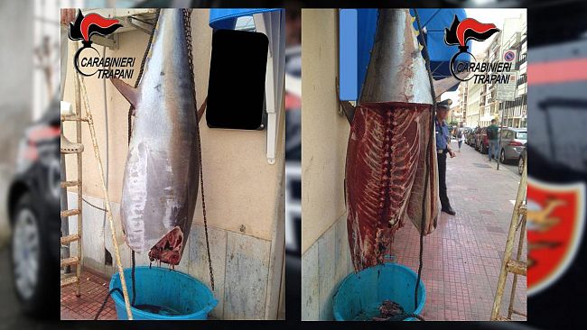 Trapani: sequestrato dai Carabinieri tonno in cattivo stato di conservazione. 2 denunce
