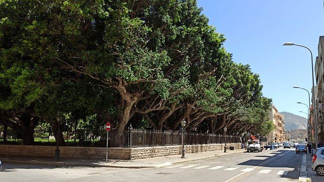 Trapani, con la potatura torna il Sole in via Osorio
