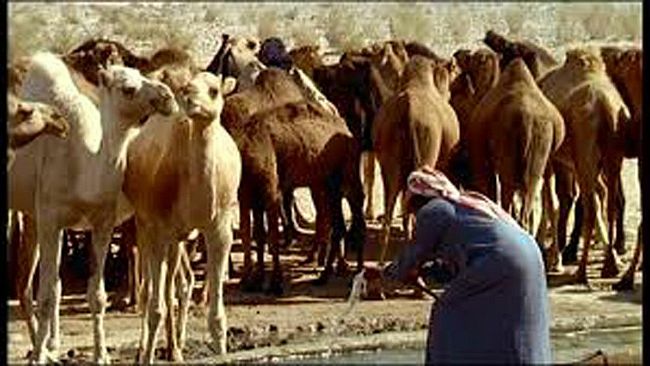 Misteridicittà/ Fummo più beduini di quel che credevamo?