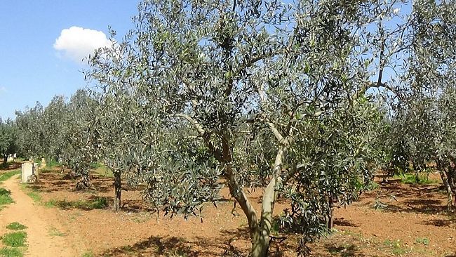 La delusione delle aziende per Castelvetrano fuori dalle Città dell'Olio