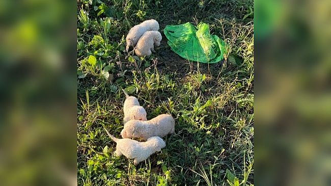 Emergenza abbandono animali e nascite sul territorio a Partanna. Allarme di OIPA