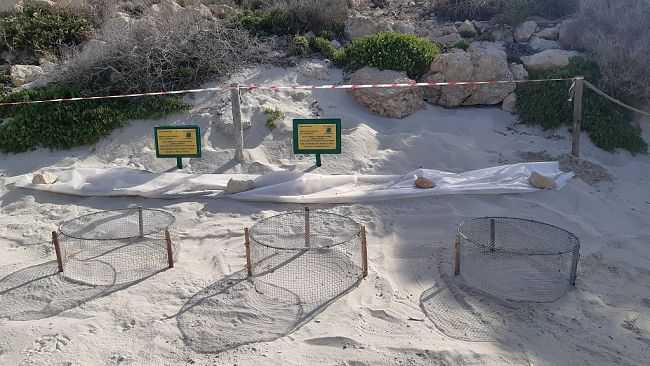 Lampedusa. Nuovi nidi di Caretta caretta all'Isola dei Conigli