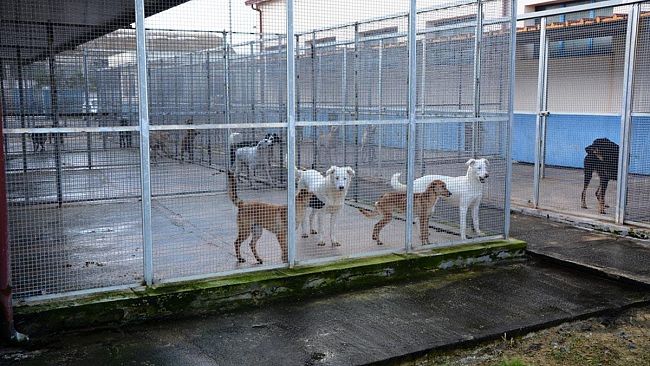 Mazara, OnLine le foto e le schede dei cani adottabili dal Rifugio Sanitario