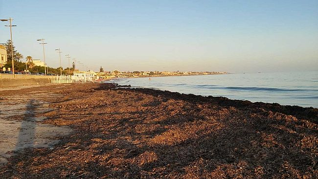 Mazara, invasa dalle alghe (causa maestrale) la spiaggia libera di San Vito. Disagi per residenti e non. L’assessore Reina: “ci stiamo muovendo”.