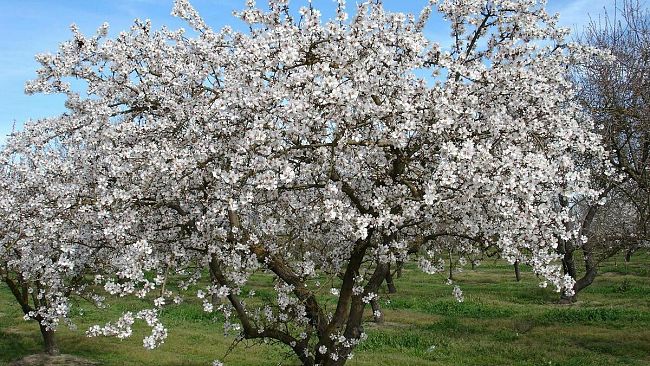 Mandorlo, “l’albero che si sveglia presto”