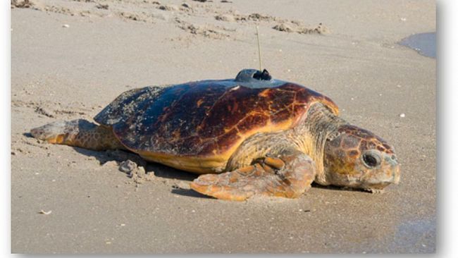 Rio Mare e l’Amp “Isole Egadi” lanciano il “Marine Turtle Tracking” per seguire le rotte delle tartarughe nel Mediterraneo.