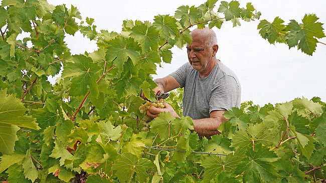 Vendemmia della legalità a Salemi: raccolti 44 quintali di uva Grillo