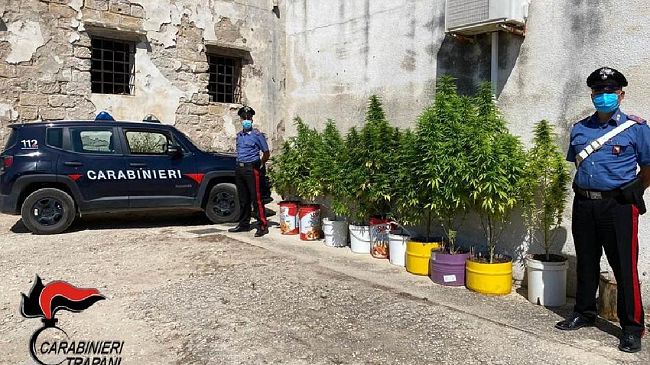 Trapani: Coltiva piante di marijuana. Arrestato 51enne dai Carabinieri