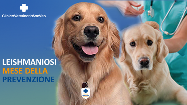Febbraio: mese della prevenzione della leishmaniosi