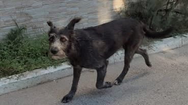 Cagnolina avvelenata a Kartibubbo: l’indignazione del sindaco Castiglione