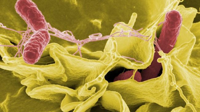 Salmonella in provincia di Trapani: allarme rientrato