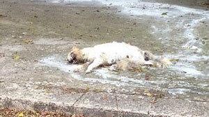 Borgata Costiera, cane morto da più di 10 giorni ma ancora non rimosso