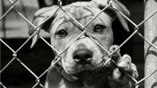 Mazara, collaborazione tra il comune e l’associazione animali nel cuore per l’adozione dei cani