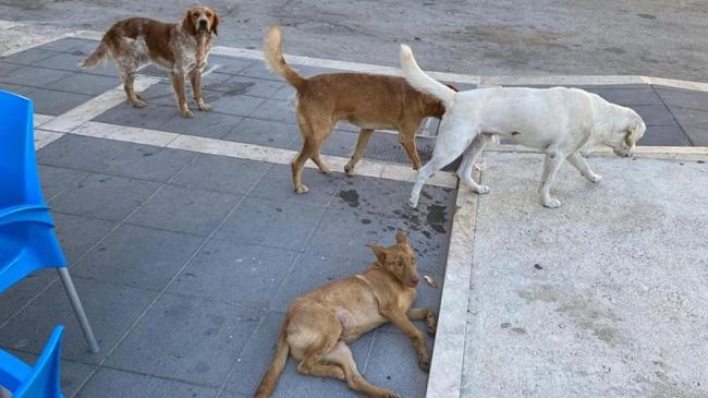 Mazara, Randagismo, problema per tutte le stagioni e Amministrazioni. A Costiera non più sopportabile