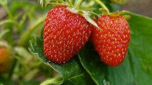 Le fragole biologiche siciliane si coltivano solo a Marsala