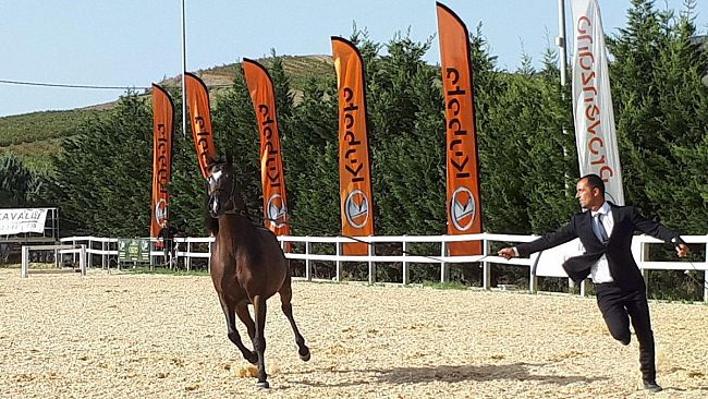 Grande successo per la “Trapani Arabian Horse Cup”
