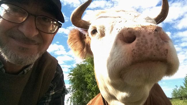 Ragusa, contributi per gli allevatori delle razze bovine ed equine autoctone