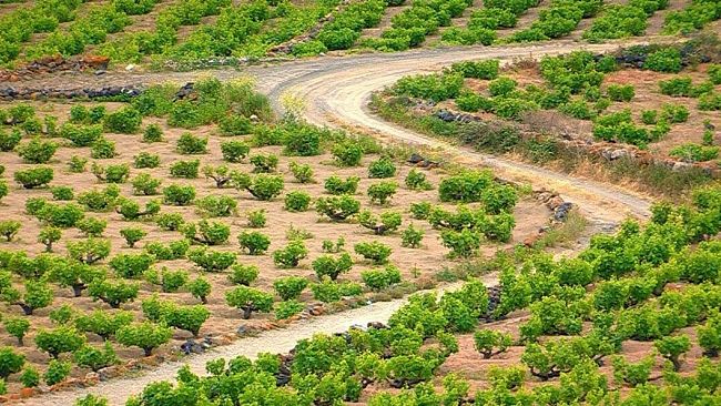 DOC Pantelleria: dal primo gennaio fascetta di stato