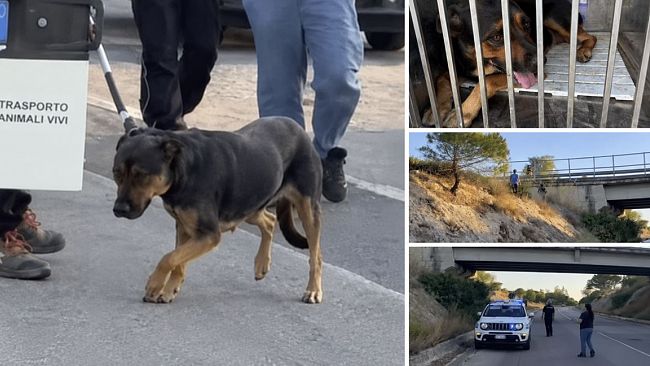 cagnolina-in-pericolo-sullo-scorrimento-veloce-marsala-birgi-messa-in-salvo-dai-volontari