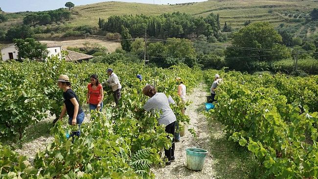Salemi, vendemmia della legalità con 30 volontari nel vigneto confiscato