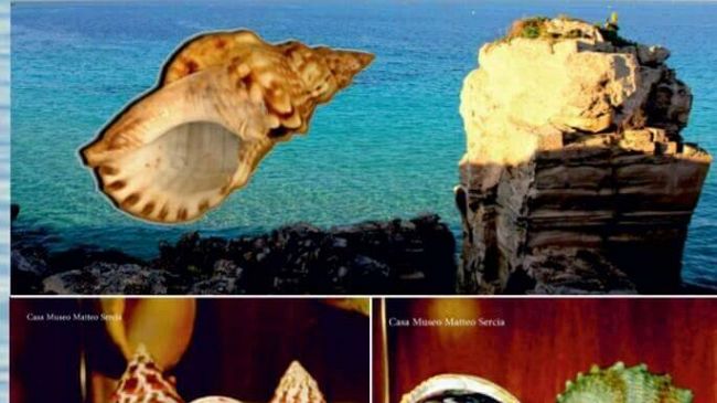 Favignana. Da domani è possibile visitare, su prenotazione, il Museo Malacologico “Casa Museo Matteo Sercia”