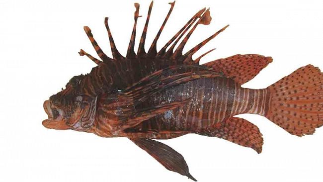 Pesce velenoso e mortale nello Stretto di Sicilia, allerta della Capitaneria di Porto