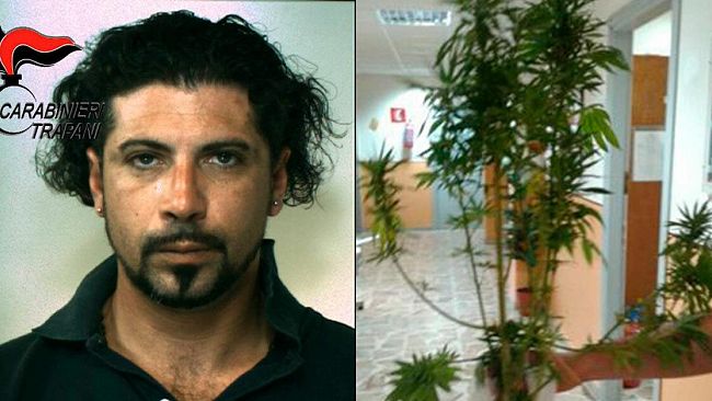 CASTELVETRANO – Carabinieri: un arresto per coltivazione di marijuana